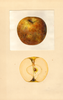 Apples, Renetta Gri Goa Tirolese (1939)