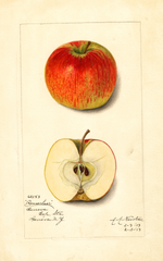 Apples, Rensselaer (1913)