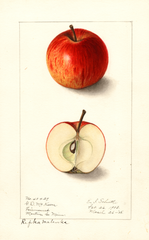 Apples, Repka Malenka (1908)