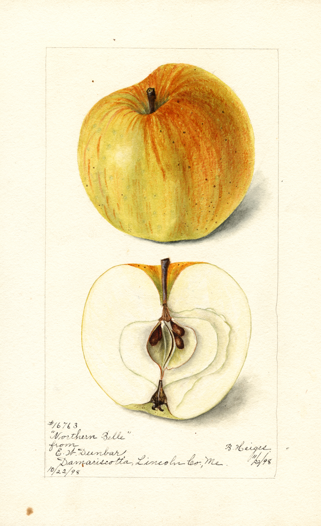 Apples, Northern Belle (1898)