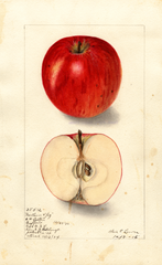 Apples, Northern Spy (1904)