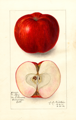 Apples, Northern Spy (1912)