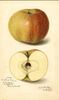 Apples, Northern Spy (1915)