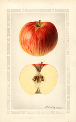 Apples, Northern Spy (1922)