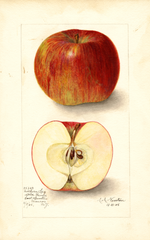 Apples, Northern Spy (1905)