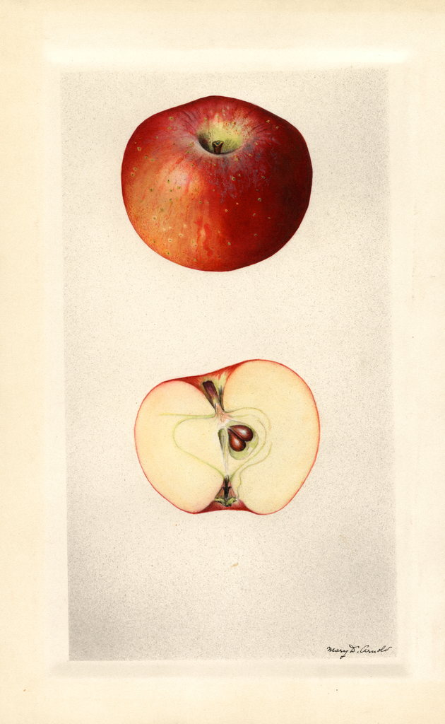 Apples, Onslow (1929)