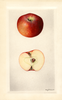Apples, Onslow (1929)