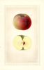 Apples, Onslow (1930)