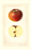 Apples, Onslow (1927)