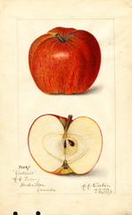 Apples, Ontario (1917)
