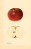 Apples, Onslow (1931)