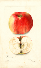 Apples, Ontario (1903)