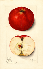 Apples, Ontario (1913)