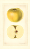 Apples, Ontario (1927)