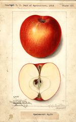 Apples, Opalescent (1913)
