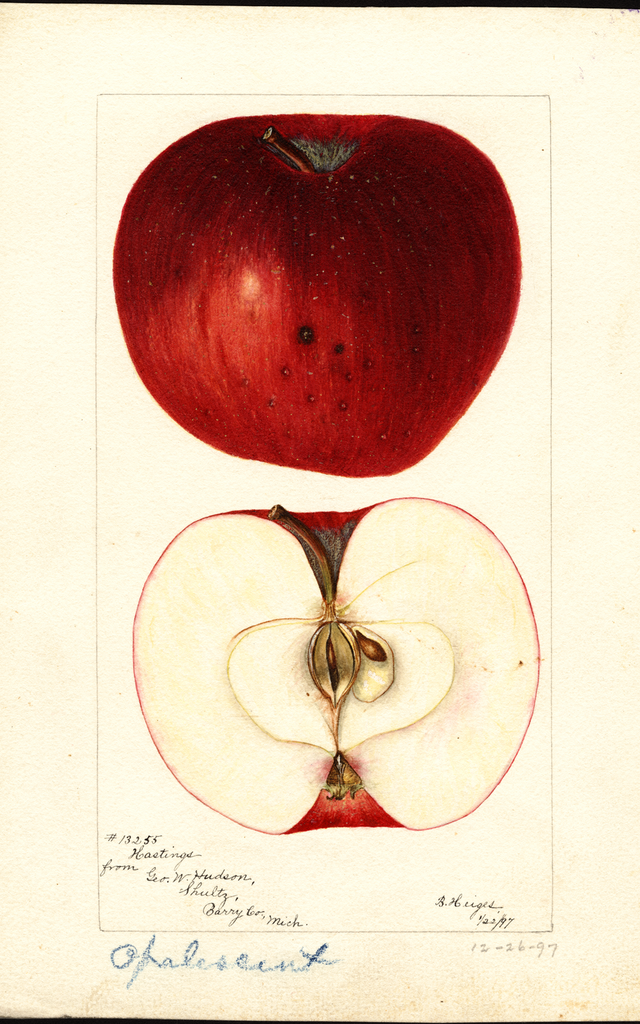 Apples, Opalescent (1897)