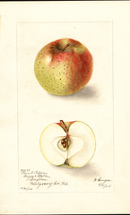 Apples, Plumb Pippin (1905)