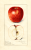 Apples, Plumb Cider (1916)