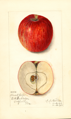 Apples, Plumb Cider (1913)