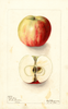 Apples, Pink Anis (1901)