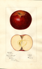 Apples, Pine Stump (1917)
