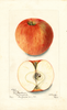 Apples, Piper (1903)