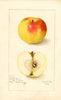 Apples, Pioneer (1905)