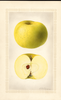 Apples, Pioneer (1925)