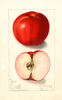 Apples, Pinnacle (1906)