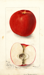 Apples, Pinnacle (1900)