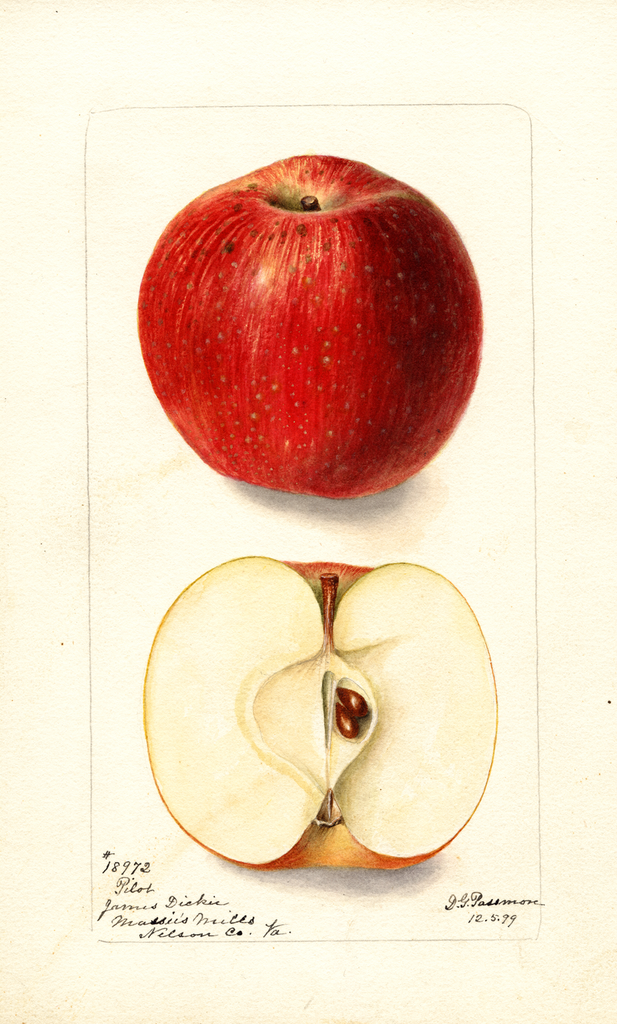 Apples, Pilot (1899)