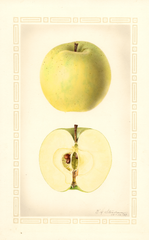 Apples, Ortley (1927)