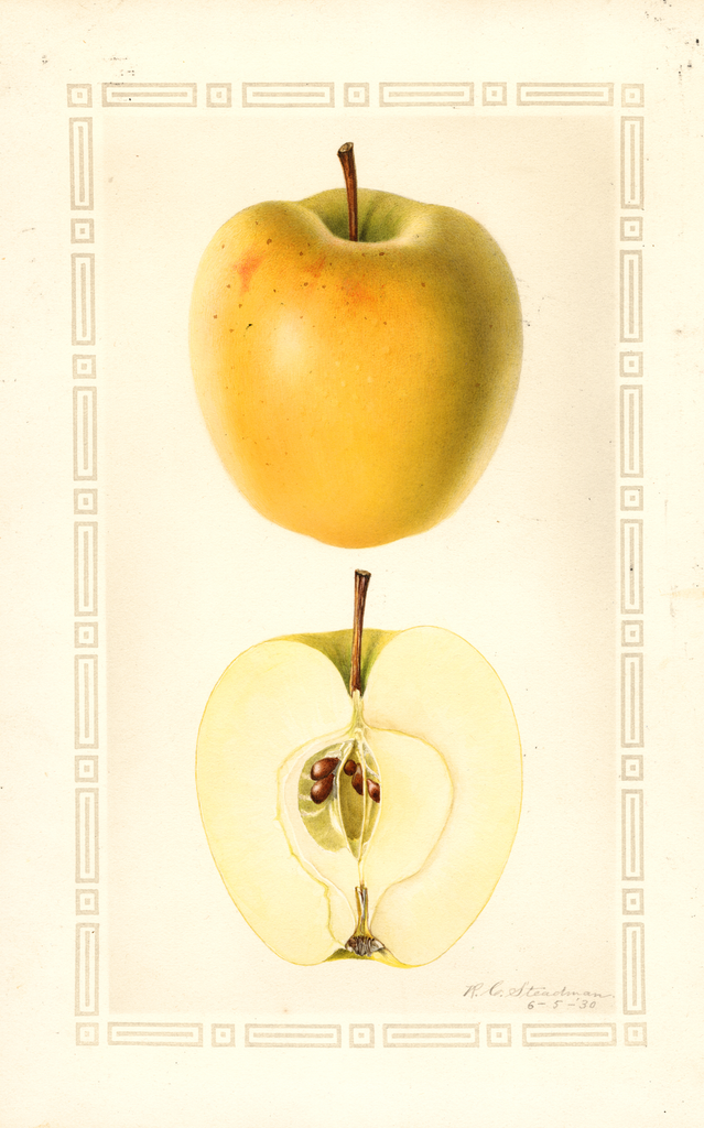 Apples, Ortley (1930)