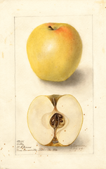 Apples, Ortley (1906)