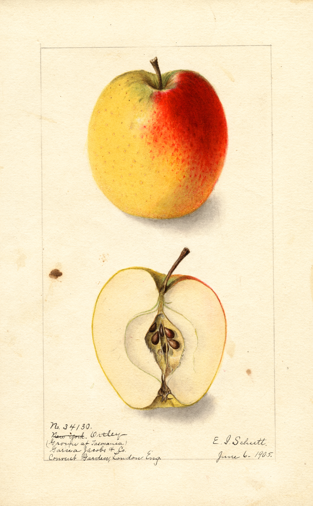 Apples, Ortley (1905)