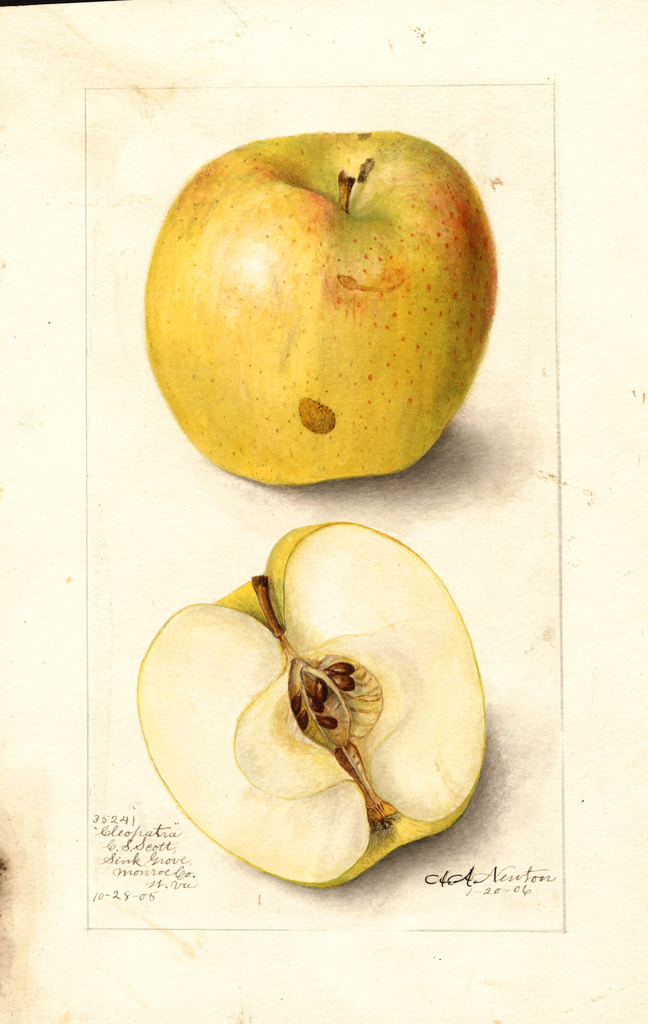 Apples, Cleopatra (1906)