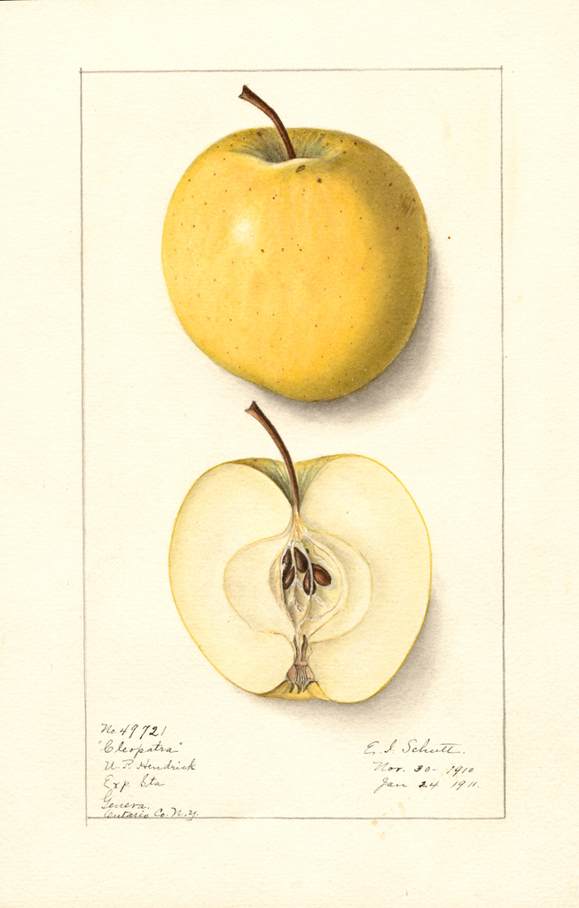Apples, Cleopatra (1911)