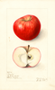 Apples, Osceola (1909)