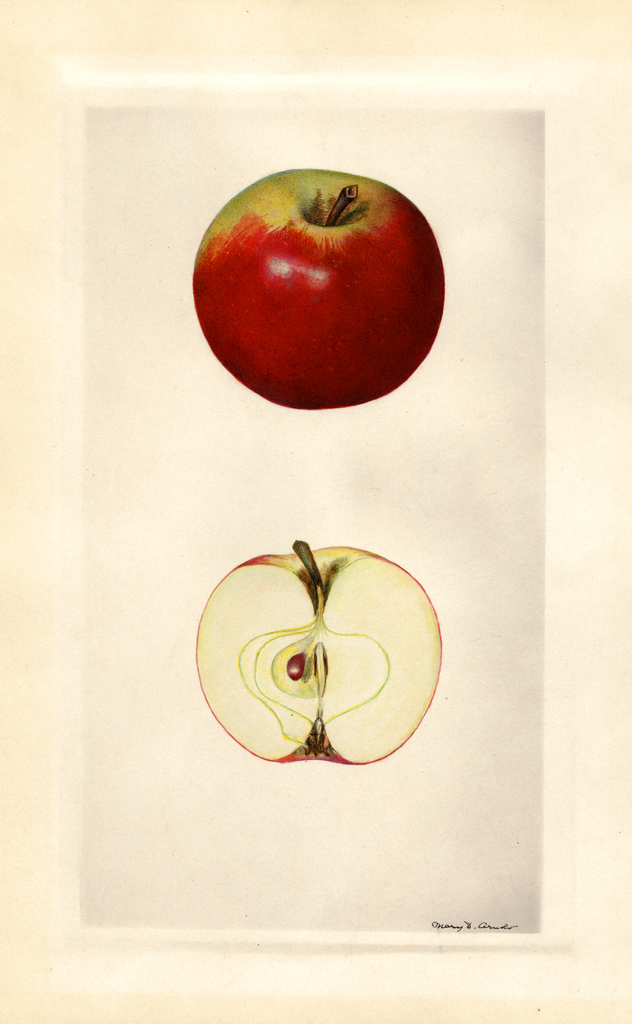 Apples, Oshtosk (1930)