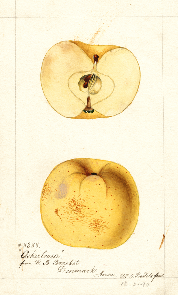 Apples, Oskaloosa (1894)
