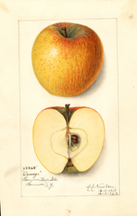 Apples, Oswego (1913)