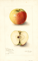 Apples, Oszivaj (1906)