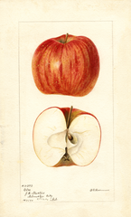 Apples, Otoe (1895)