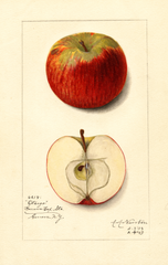 Apples, Otsego (1913)