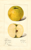 Apples, Oxford Orange (1915)