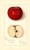 Apples, Ozone (1913)