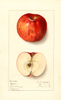 Apples, Ozone (1912)