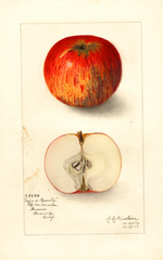 Apples, Pajaro Beauty (1910)