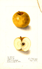 Apples, Perpetual (1904)