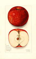Apples, Pewaukee (1912)